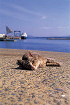 ic-00601 Domestic cat lying beside harbour {Felis catus}