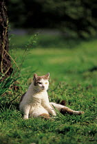 ic-00602 Domestic cat sitting up to groom {Felis catus}