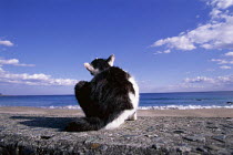 ic-00604 Domestic cat sitting on sea wall rear view {Felis catus}