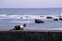 ic-00605 Domestic cat sitting on sea wall {Felis catus}