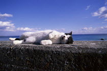 ic-00701 Domestic cat resting on sea wall {Felis catus}