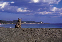 ic-00703 Domestic tabby cat sitting on sea wall {Felis catus}