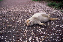 ic-00805 Domestic cat rolling over on ground with cherry blossom {Felis catus}
