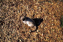 ic-01001 Looking down on Siamese domestic cat sitting on fallen leaves in Autumn {Felis catus} Bird's eye view