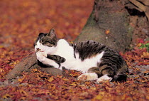 ic-01002 Domestic cat lying at base of tree and grooming in Autumn {Felis catus}