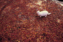 ic-01003 White domestic cat walking on fallen leaves in Autumn {Felis catus}
