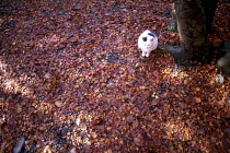 ic-01105 Bird's eye view of Domestic cat sitting on fallen leaves in Autumn {Felis catus}