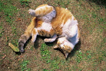 ic-01401 Domestic cat rolling over on back on ground {Felis catus}