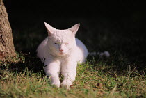 ic-01402 White domestic cat resting on ground {Felis catus}