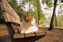 ic-01403 Domestic cat resting on park bench {Felis catus}