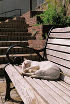 ic-01404 Domestic cat sleeping in sun on park bench {Felis catus}