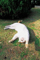 ic-01501 Domestic cat rolling over on back in garden {Felis catus}