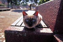 ic-01503 Siamese domestic cat on park bench looking attentive {Felis catus}