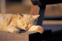 ic-01505 Domestic cat sleeping on park bench {Felis catus}