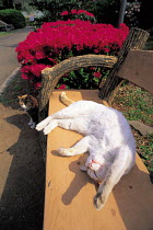 ic-01801 Domestic cat on back sleeping on park bench {Felis catus}