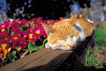 ic-01803 Domestic cat asleep on garden fence {Felis catus}