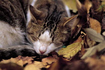 ic-01805 Domestic cat sleeping on fallen leaves in Autumn {Felis catus}