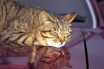 ic-01901 Domestic tabby cat sleeping on car bonnet {Felis catus}