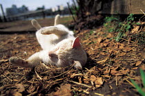 ic-01902 Domestic cat sleeping on back in sun {Felis catus}