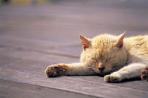 ic-01903 Domestic cat asleep {Felis catus}