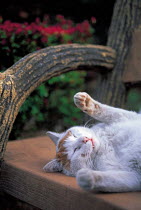 ic-01905 Contented domestic cat sleeping on back on bench {Felis catus}