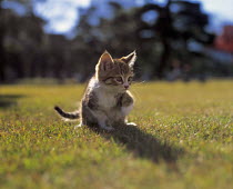 ic-02606 Young domestic kitten stalking on grass {Felis catus}