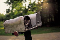 ic-02702 Young domestic kitten peering out of postbox {Felis catus}
