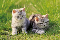 ic-02705 Cute domestic kittens in grass {Felis catus}