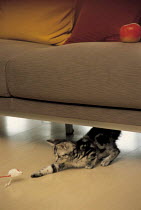 ic-02706 Domestic kitten plays with toy under sofa {Felis catus}