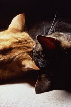 ic-02801 View of heads of two domestic cats sleeping close together {Felis catus}