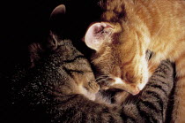 ic-02802 Two domestic cats sleeping with heads close together {Felis catus}