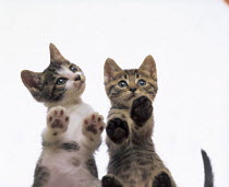 ic-02804 Two cute domestic kittens standing with paws against window {Felis catus}