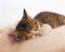 ic-02904 Young domestic kitten sleeping {Felis catus}