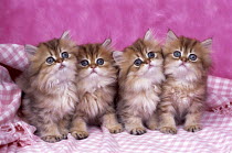 ic-02907 Four tiny domestic long haired kittens sitting in line {Felis catus}