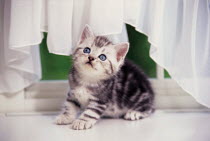 ic-03005 Young domestic kitten on windowsill {Felis catus}
