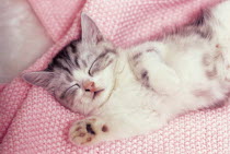 ic-03007 Young domestic kitten sleeping on bedding {Felis catus}