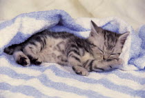 ic-03009 Young domestic kitten asleep in bedding {Felis catus}