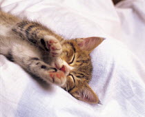 ic-03101 Young domestic kitten asleep on bedding {Felis catus}