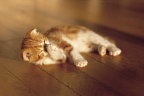 ic-03103 Young domestic kitten grooming on floor {Felis catus}