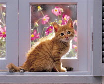 ic-03104 Young domestic kitten sitting on windowsill {Felis catus}
