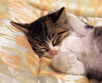 ic-03106 Young domestic kitten asleep on bedding {Felis catus}