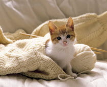 ic-03107 Young domestic kitten in knitting {Felis catus}