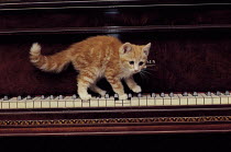 ic-03108 Young domestic kitten walking along piano keyboard {Felis catus}
