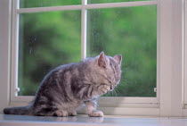 ic-03109 Young domestic kitten washing on windowsill {Felis catus}