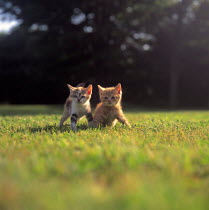 ic-03112 Two fluffy young domestic kittens outside on grass {Felis catus}