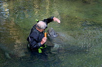 Sir David Attenborough feeding Manatee with carrots during filming for 'Life of Mammals', 2002. Miami USA