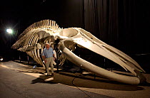 Sir David Attenborough next to Blue whale skeleton during filming for 'Life of Mammals', 2002. Santa Barbara, USA