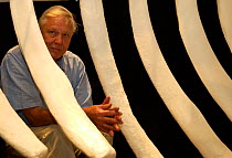Sir David Attenborough by Blue whale skeleton on location  for 'Life of Mammals', 2002 Santa Barbara, USA