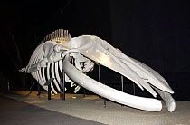 Blue whale skeleton {Baleanoptera musculus} Santa Barbara, USA