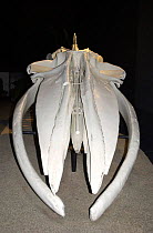 Blue whale skeleton {Baleanoptera musculus}  Santa Barbara, USA 2002